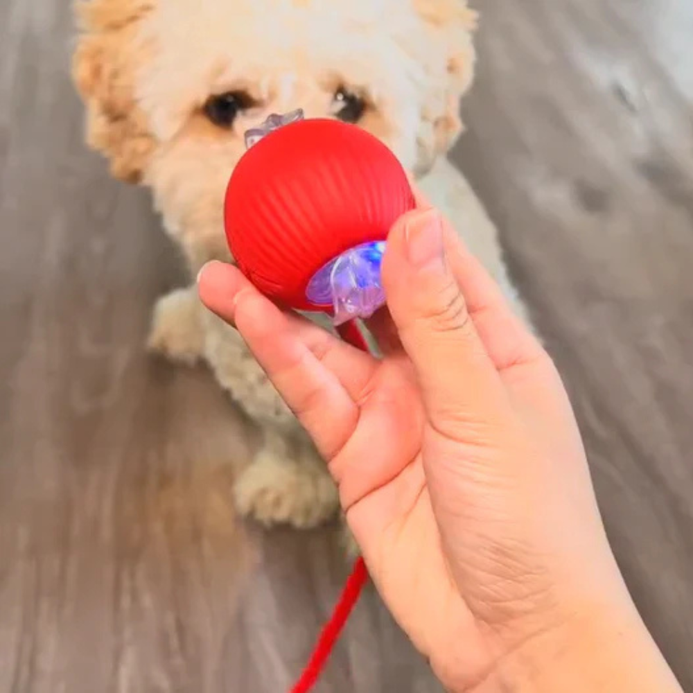 BalleMagique™ – La balle interactive qui occupe votre chien pendant des heures sans effort