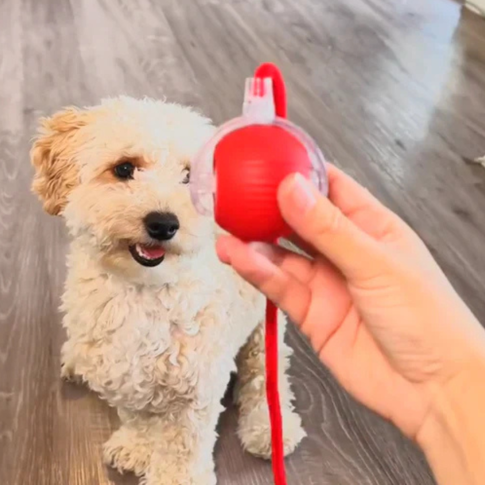 BalleMagique™ – La balle interactive qui occupe votre chien pendant des heures sans effort